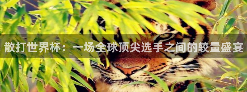 世界杯视频：散打世界杯：一场全球顶尖选手之间的较量盛宴
